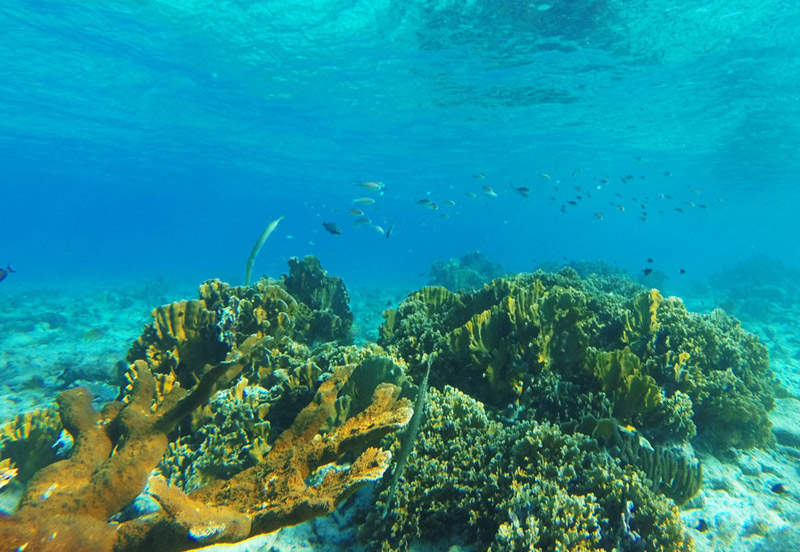 Curacao underwater world Jan van Thiel beach, Netherlands Antilles